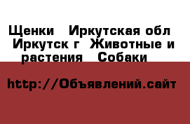 Щенки - Иркутская обл., Иркутск г. Животные и растения » Собаки   